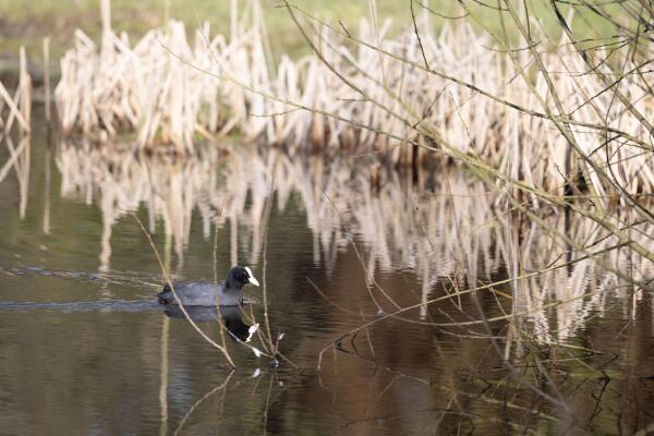 photo 8 Bastinglaan 20 0 ong